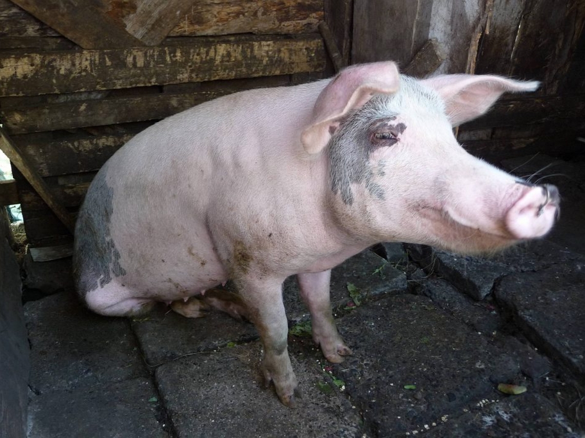 Свинья попала в неловкое положение во время еды
