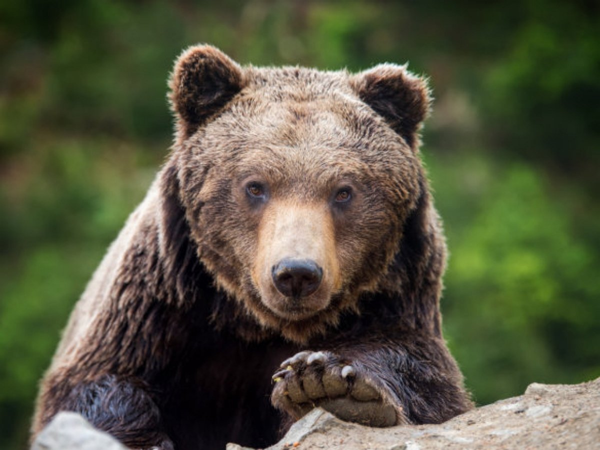 Хозяин прогнал медведя, намеревавшегося забраться в дом