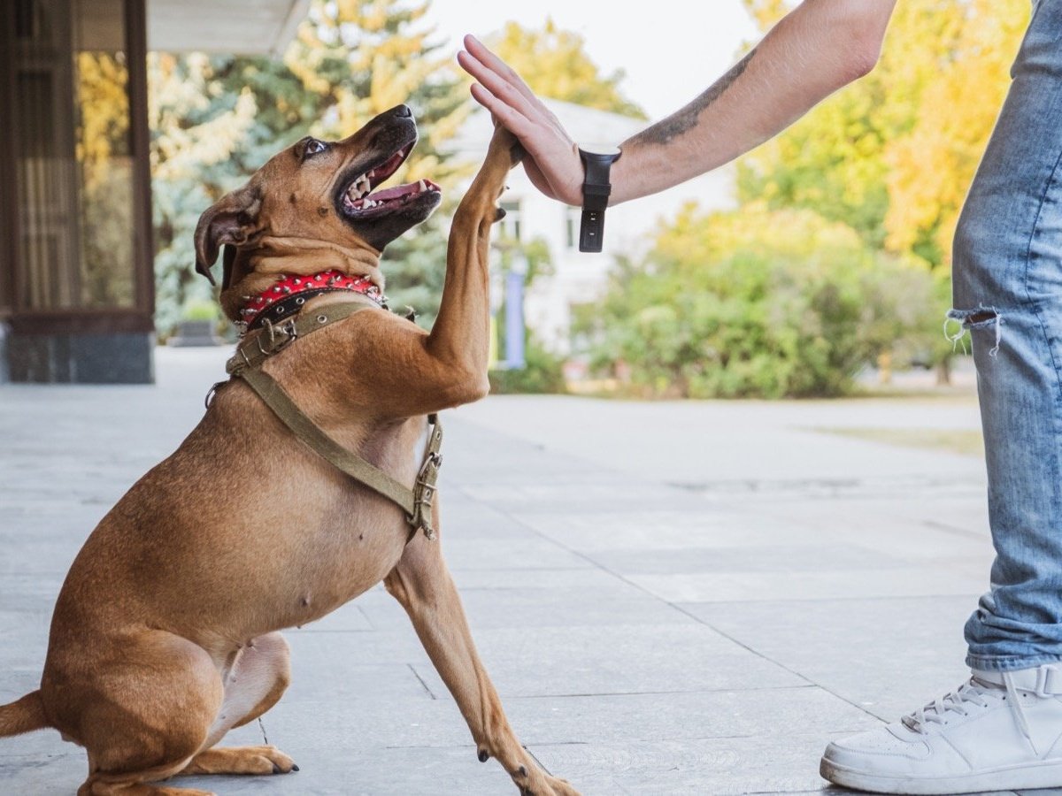 Собаки поразили пользователей идеальной синхронностью действий