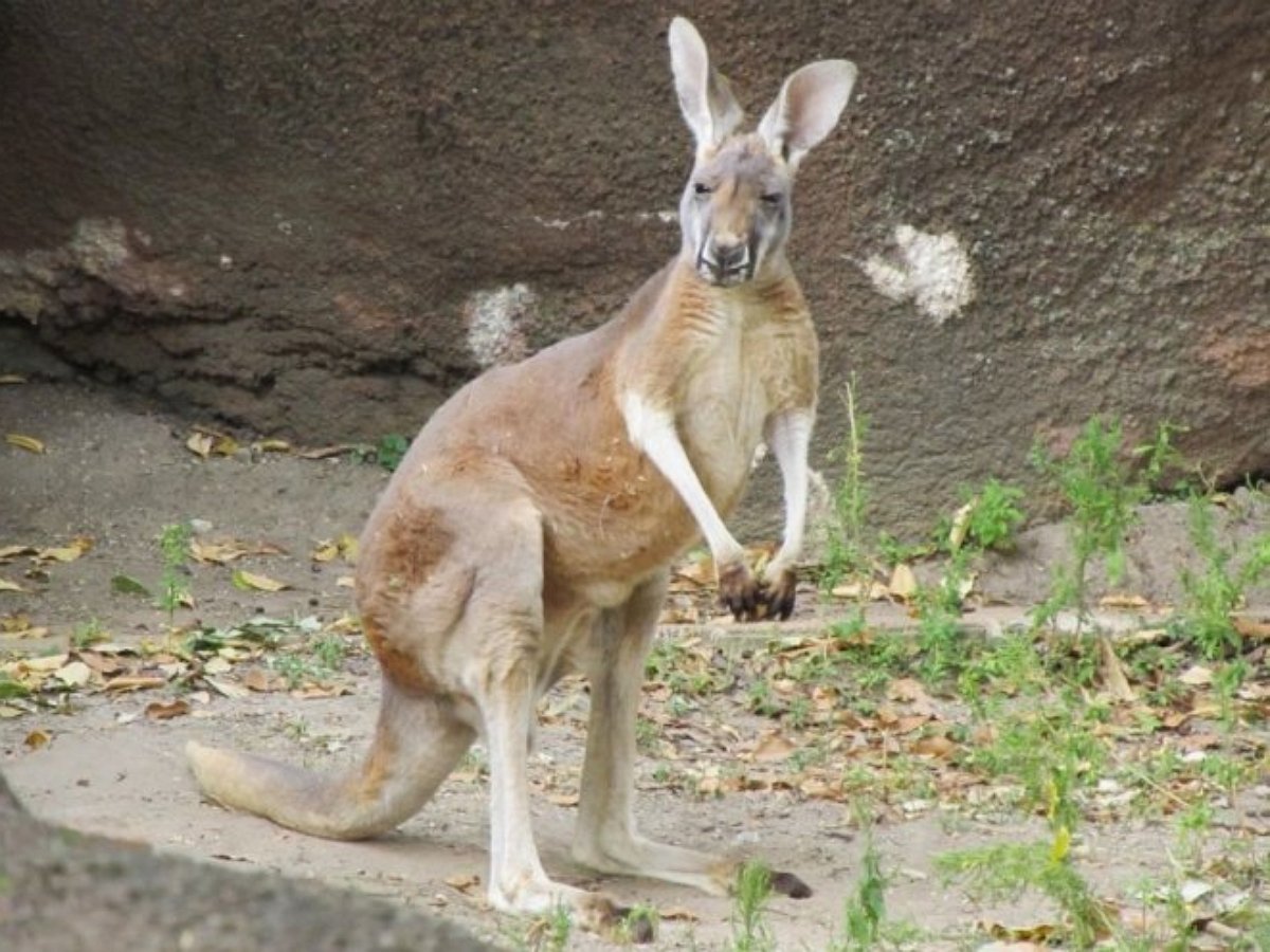 Кенгуренка осчастливили пасхальными яйцами