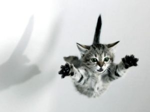 Эффектный прыжок кота достоин олимпийской медали