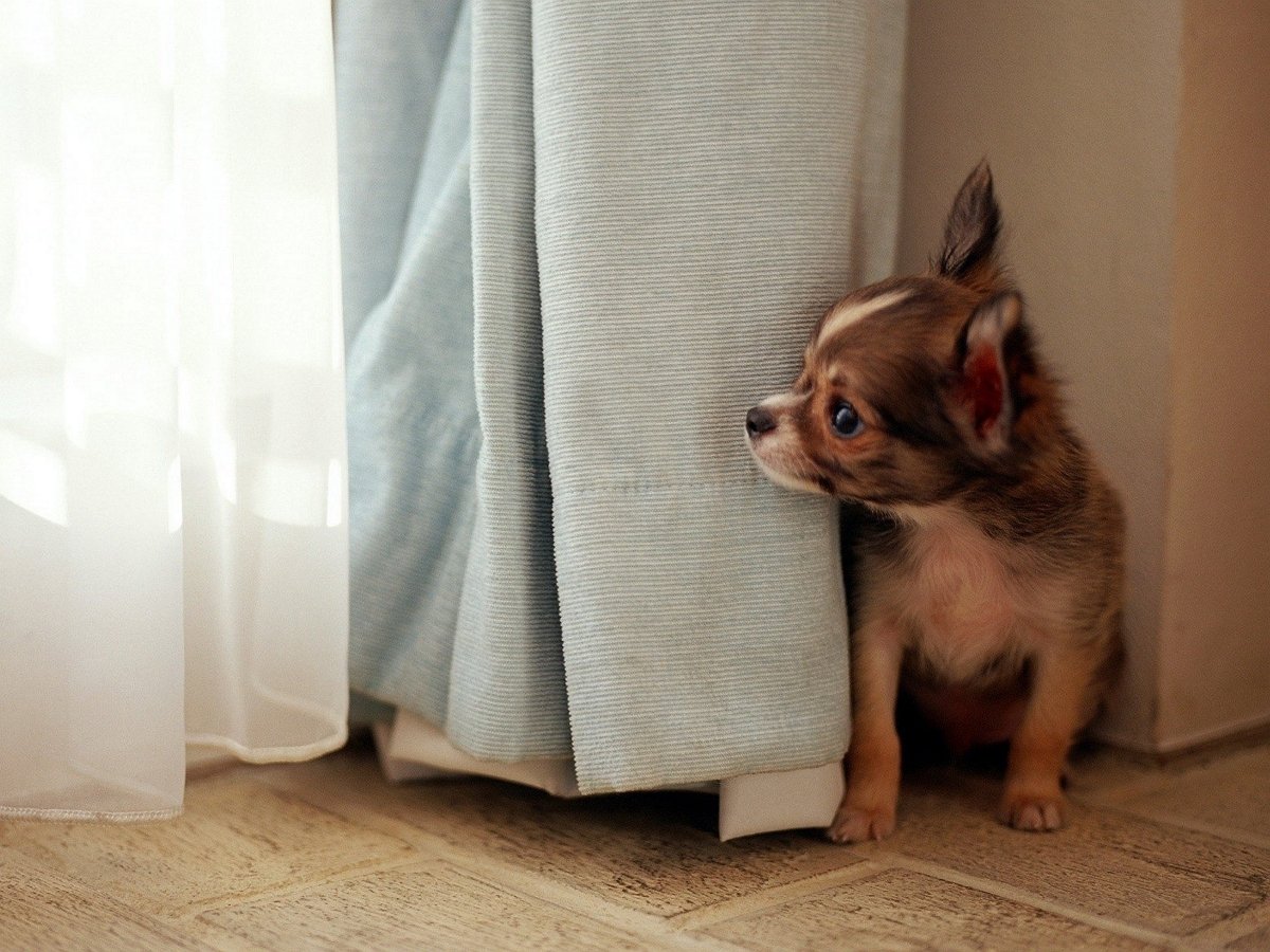 Щенок насмешил пользователей, попав в неловкое положение