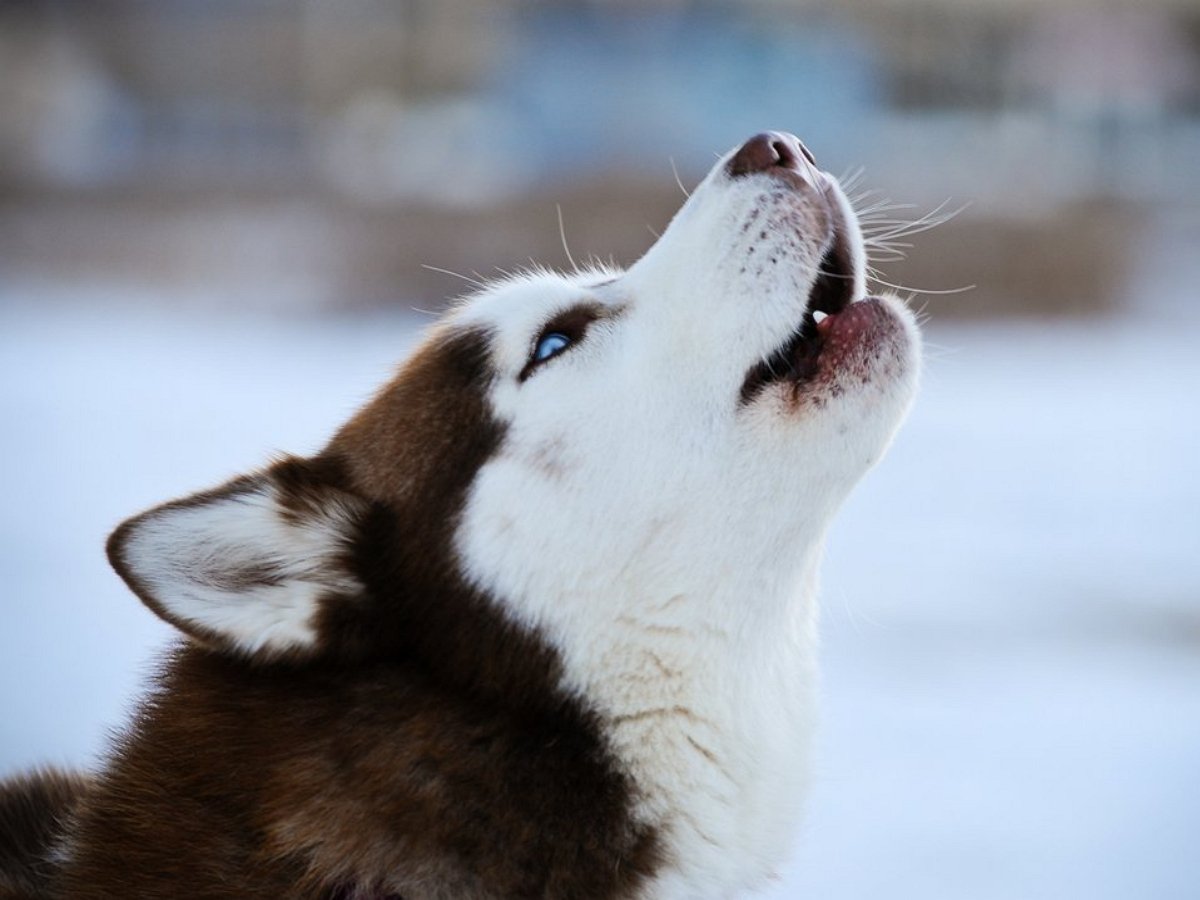 Очень разговорчивый хаски очаровал Сеть