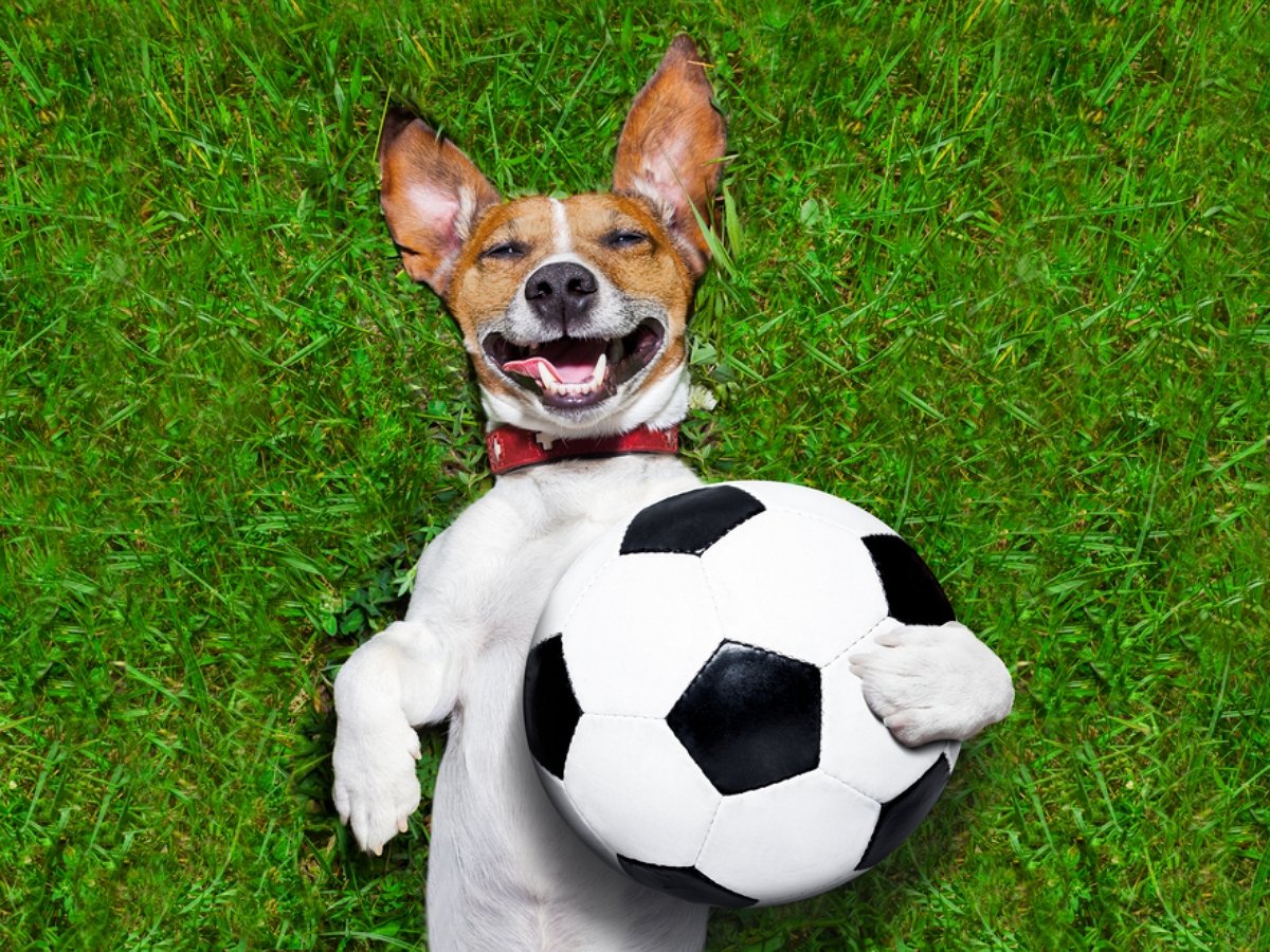 Сообразительный пес нашел способ получить огромную игрушку