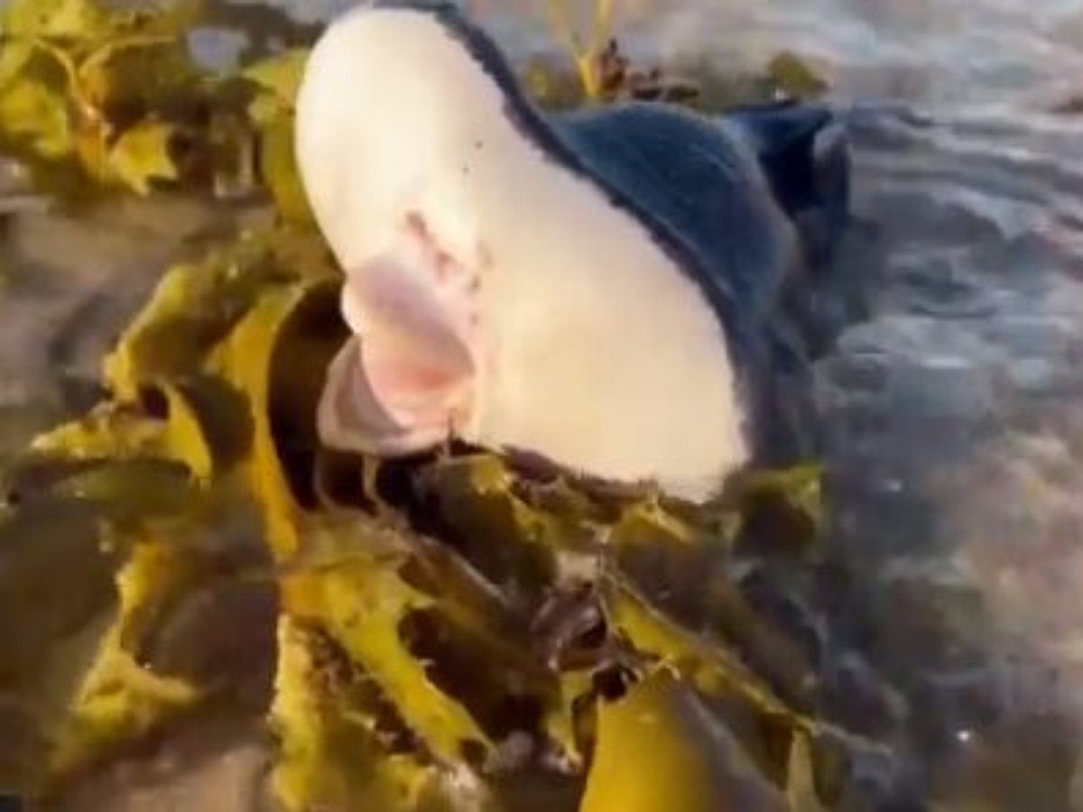 Морское существо с человеческими губами заинтриговало пользователей