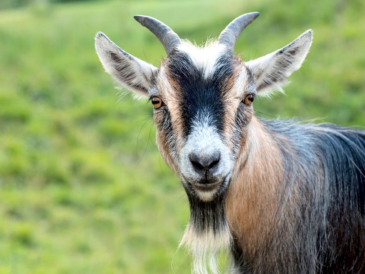 Любопытная коза превратилась в «бородатого волшебника в конической шляпе»