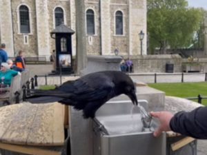 Неблагодарный ворон обидел туриста в лондонском Тауэре