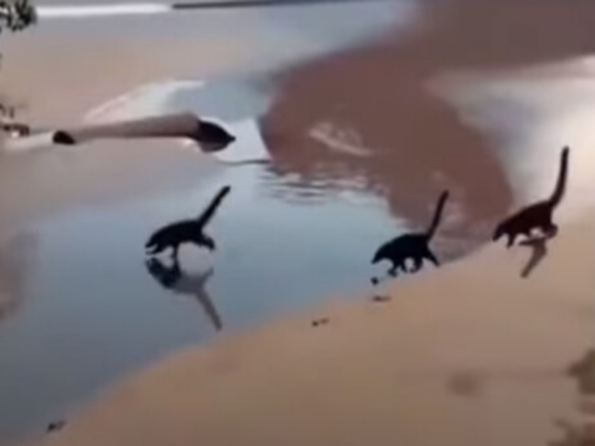 Стая крошечных «динозавров» пробежала по морскому побережью