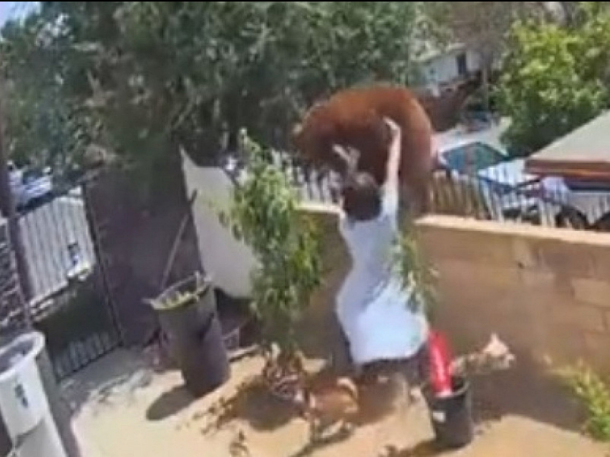Женщина вышвырнула медведя из дома голыми руками