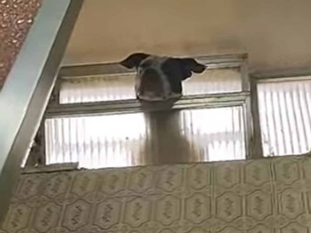 Любопытный пес лишает хозяйку уединения даже в ванной