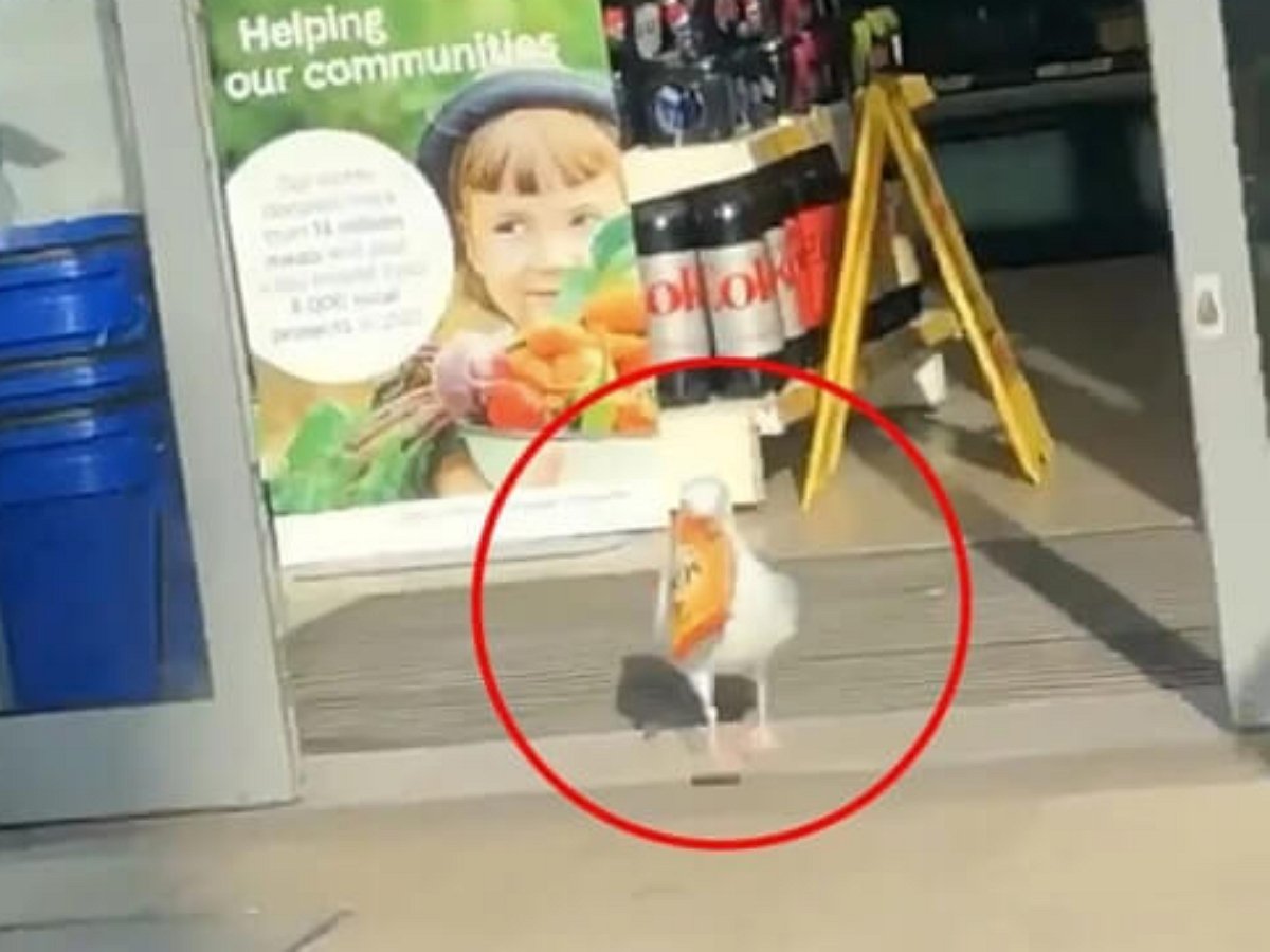 Чайка-воровка ограбила магазин на кругленькую сумму