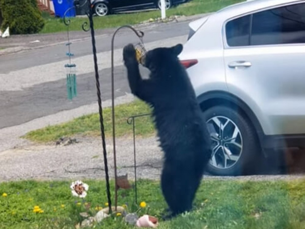 Медведь, зашедший полакомиться из птичьей кормушки, унес ее с собой