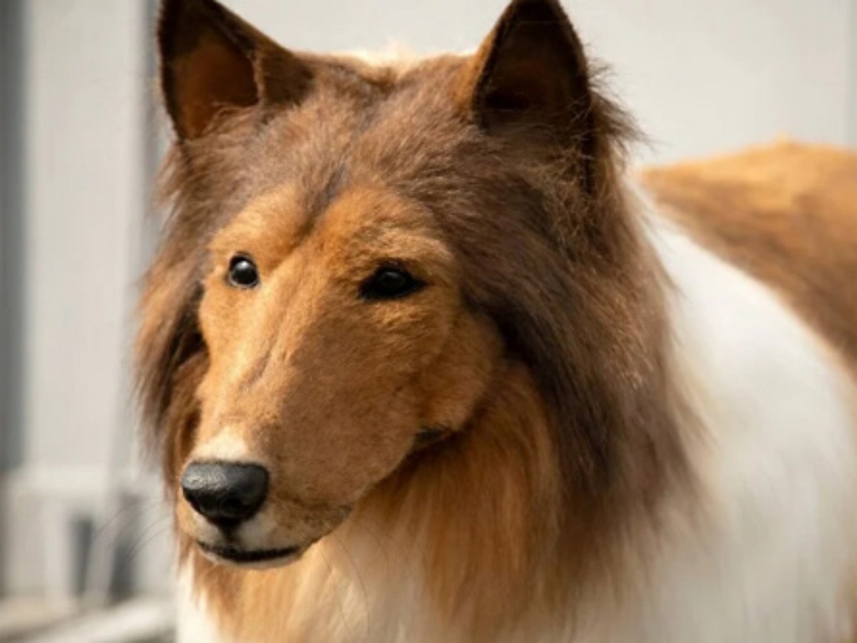 Чудак, мечтавший о собачьей жизни, заказал себе реалистичный костюм колли