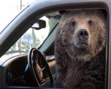 Медведь попытался уехать на чужом автомобиле