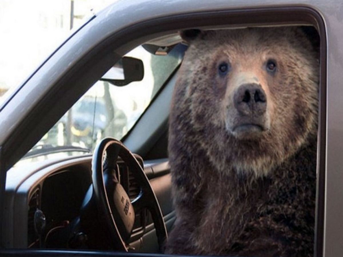 Медведь попытался уехать на чужом автомобиле