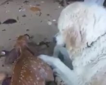 Отважный пес спас из воды тонущего олененка