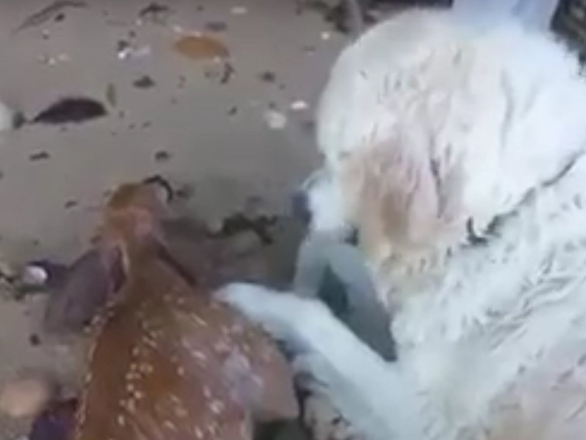 Отважный пес спас из воды тонущего олененка