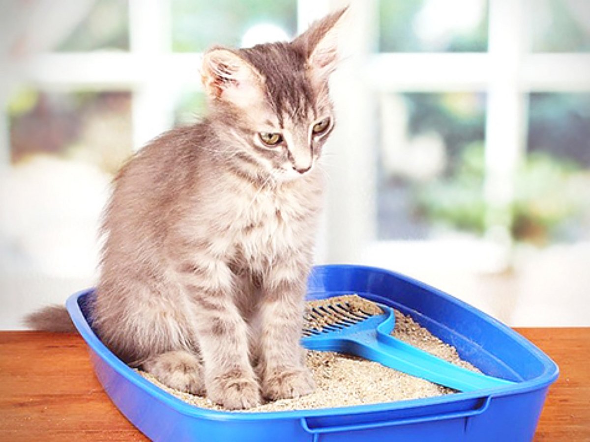 Реакция кота на лоток насмешила Сеть до слез