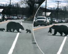 Мама-медведица пытается перевести через дорогу всех своих медвежат