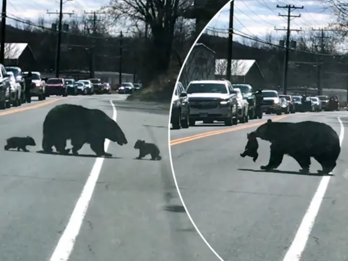 Мама-медведица пытается перевести через дорогу всех своих медвежат
