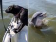 Разговорчивый дельфин весь день гонялся за лодкой, чтобы поприветствовать собак