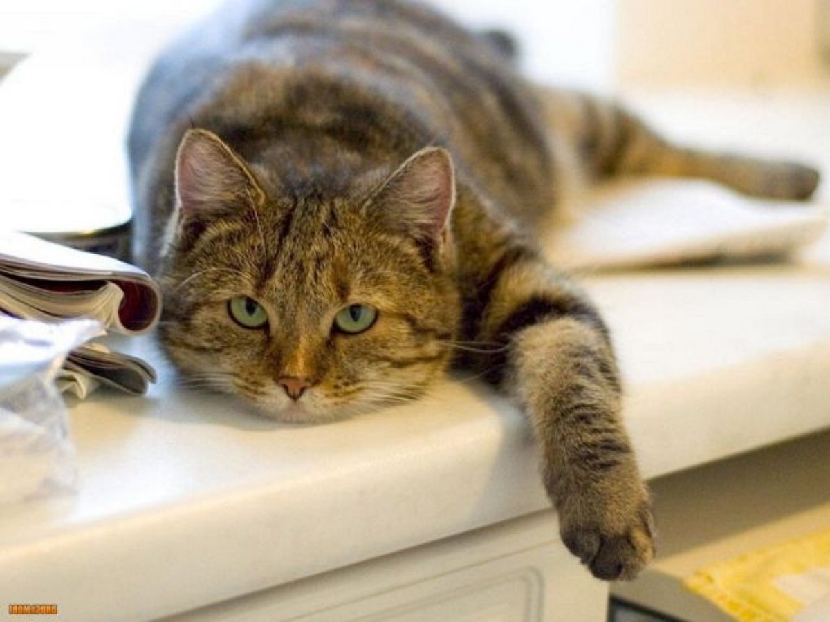 Кошка катается на тренажере так, что дух захватывает