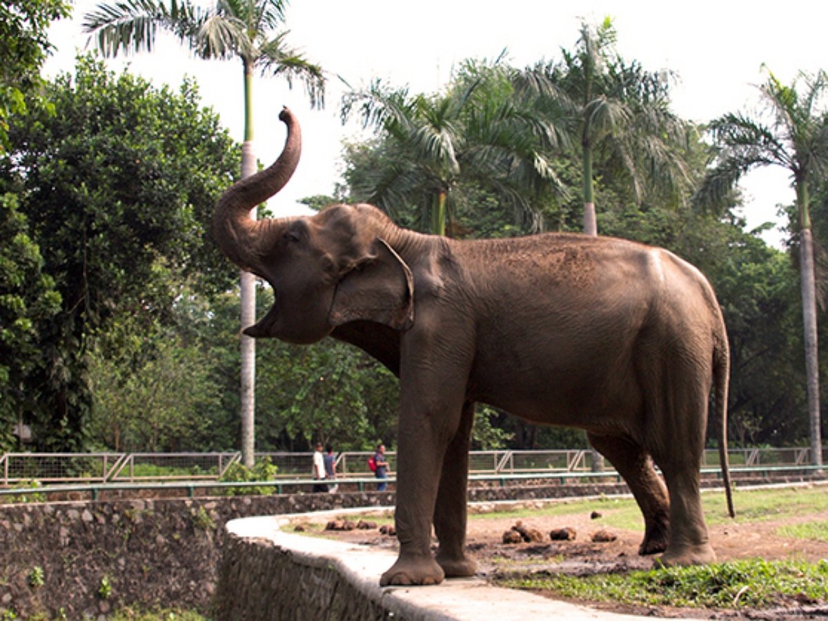 Слониха пришла на помощь тонущей антилопе