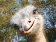 “Что это там у вас?”: наглый страус вымогает у туристов еду