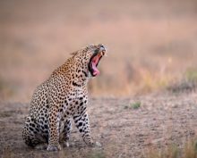 Внезапно возникший на пути леопарда бегемот до смерти напугал хищника
