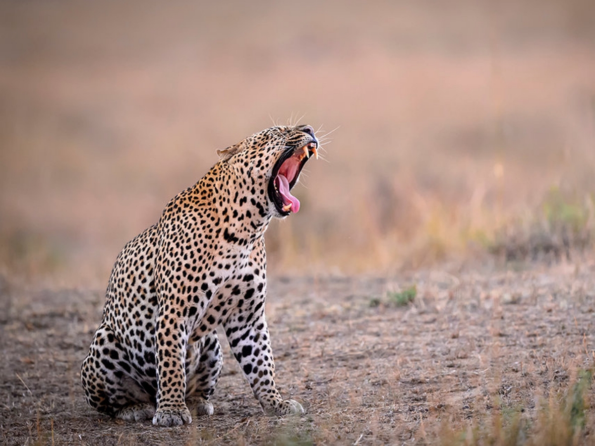 Внезапно возникший на пути леопарда бегемот до смерти напугал хищника