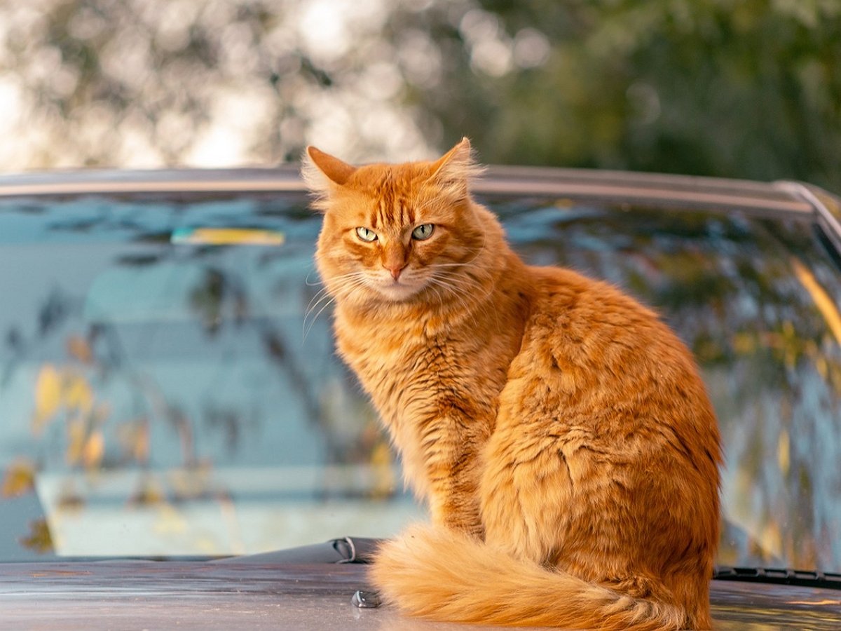 Коварная кошка отомстила хозяину за невнимание к ней