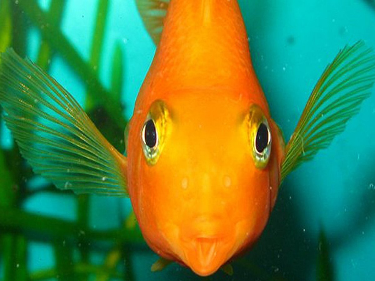 Китайский блогер сделал специальную коляску для выгула рыбки