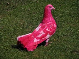 Ярко-розовый голубь попал на видео в обычной голубиной стае