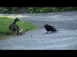 Отважная утка защищает от ворон своих утят