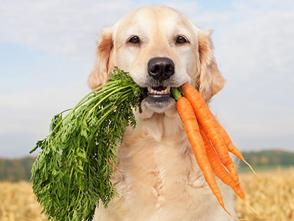 Пес помог хозяину со сбором урожая моркови