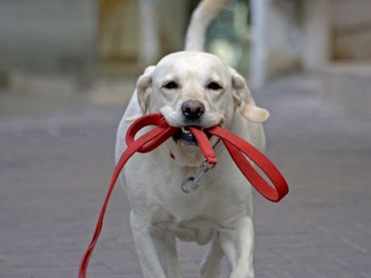 Играть с хвостом — уже не в тренде, как показала нам маленькая собачка