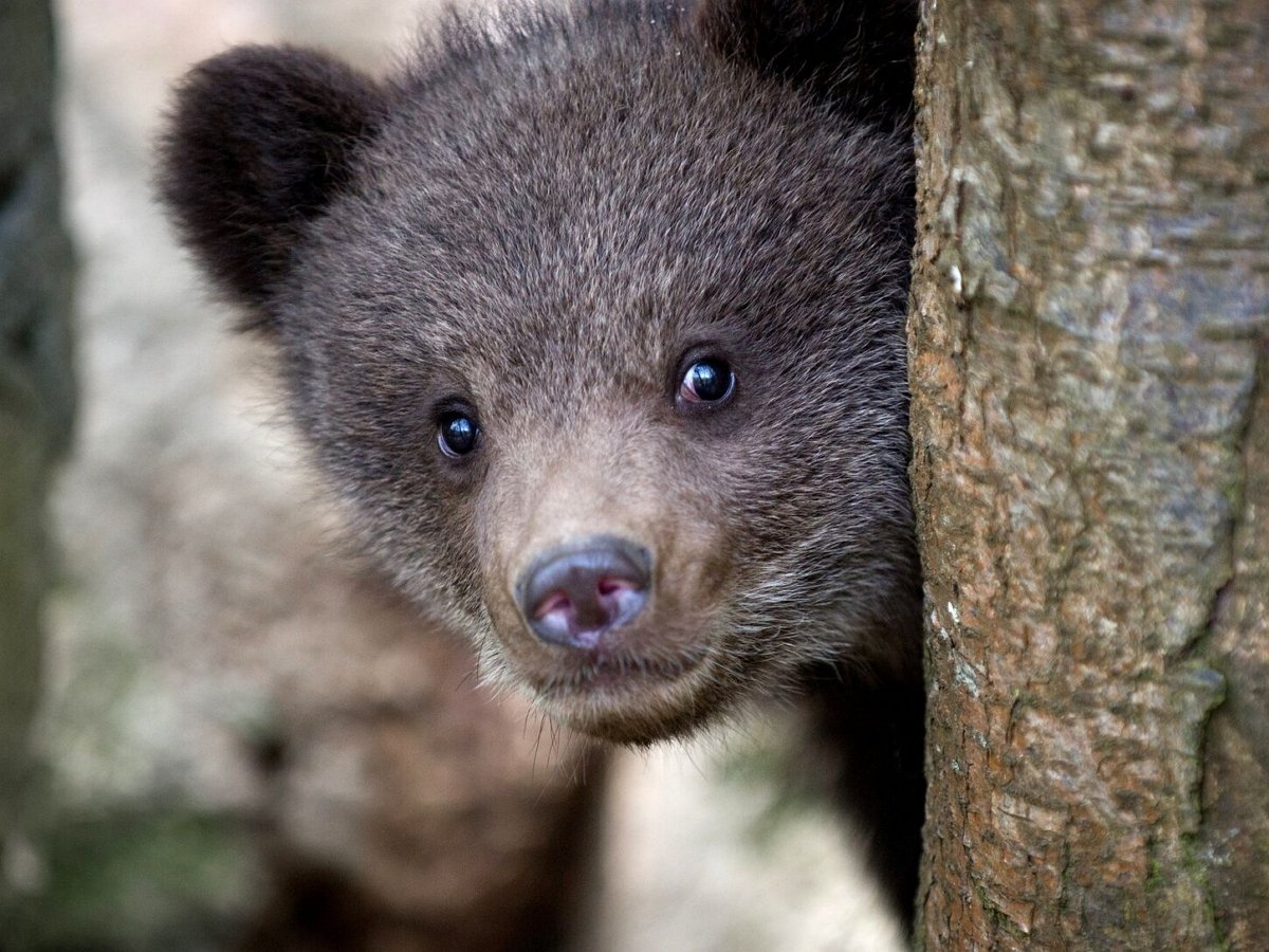 Сибирячка убедила малолетнего хищника оставить ее в покое