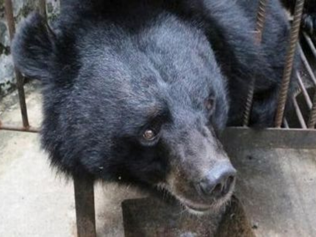 Хозяева два года держали дома медведя, думая, что это щенок тибетского мастифа