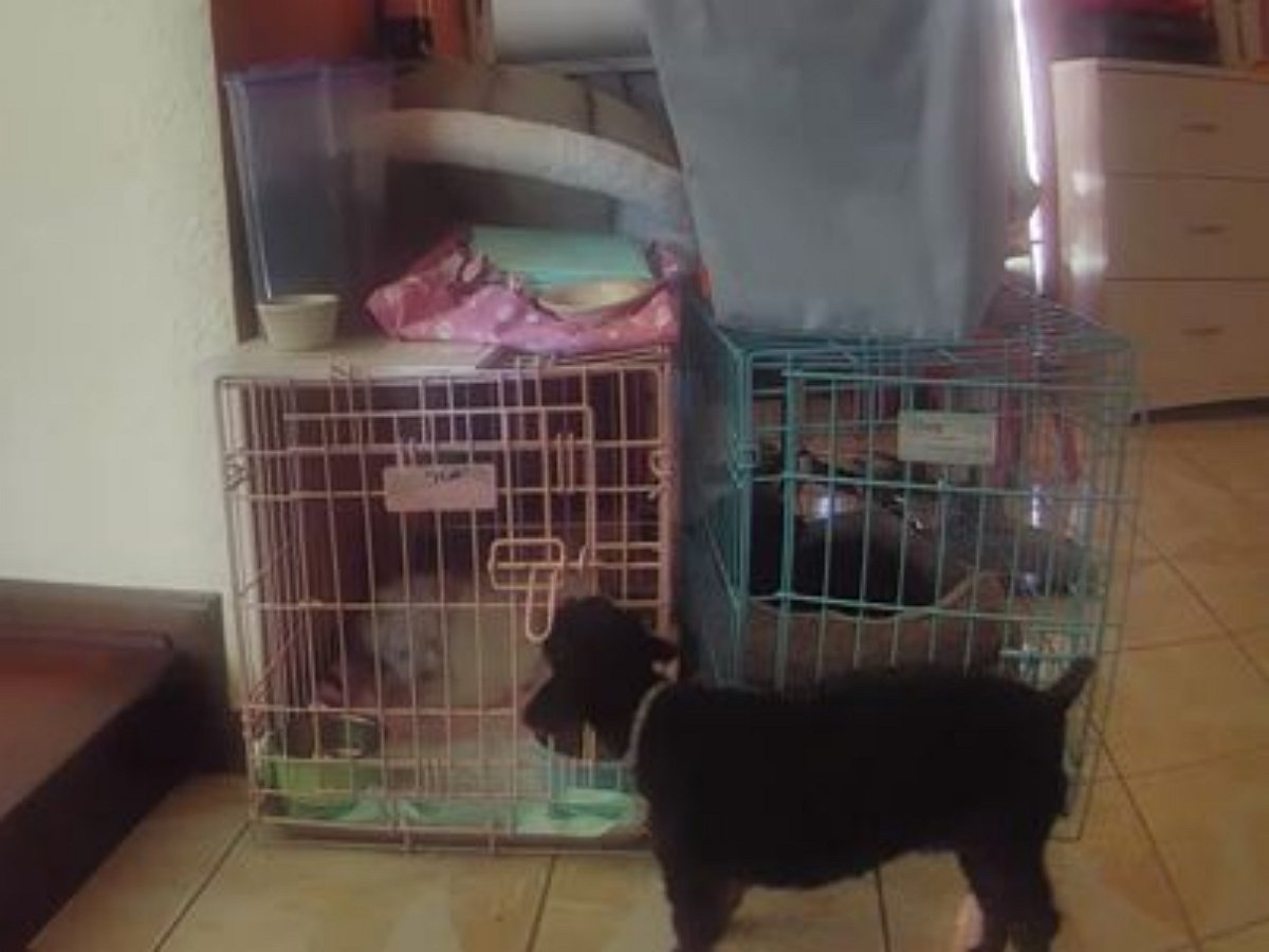 Собака выпускает подружек на свободу