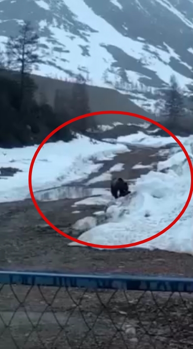 Вахтовики в якутском поселке взорвали голодного медведя: видео изучает полиция (ФОТО)