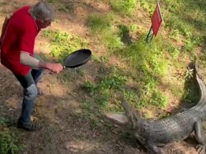 Владелец паба отбился от наглого крокодила сковородкой