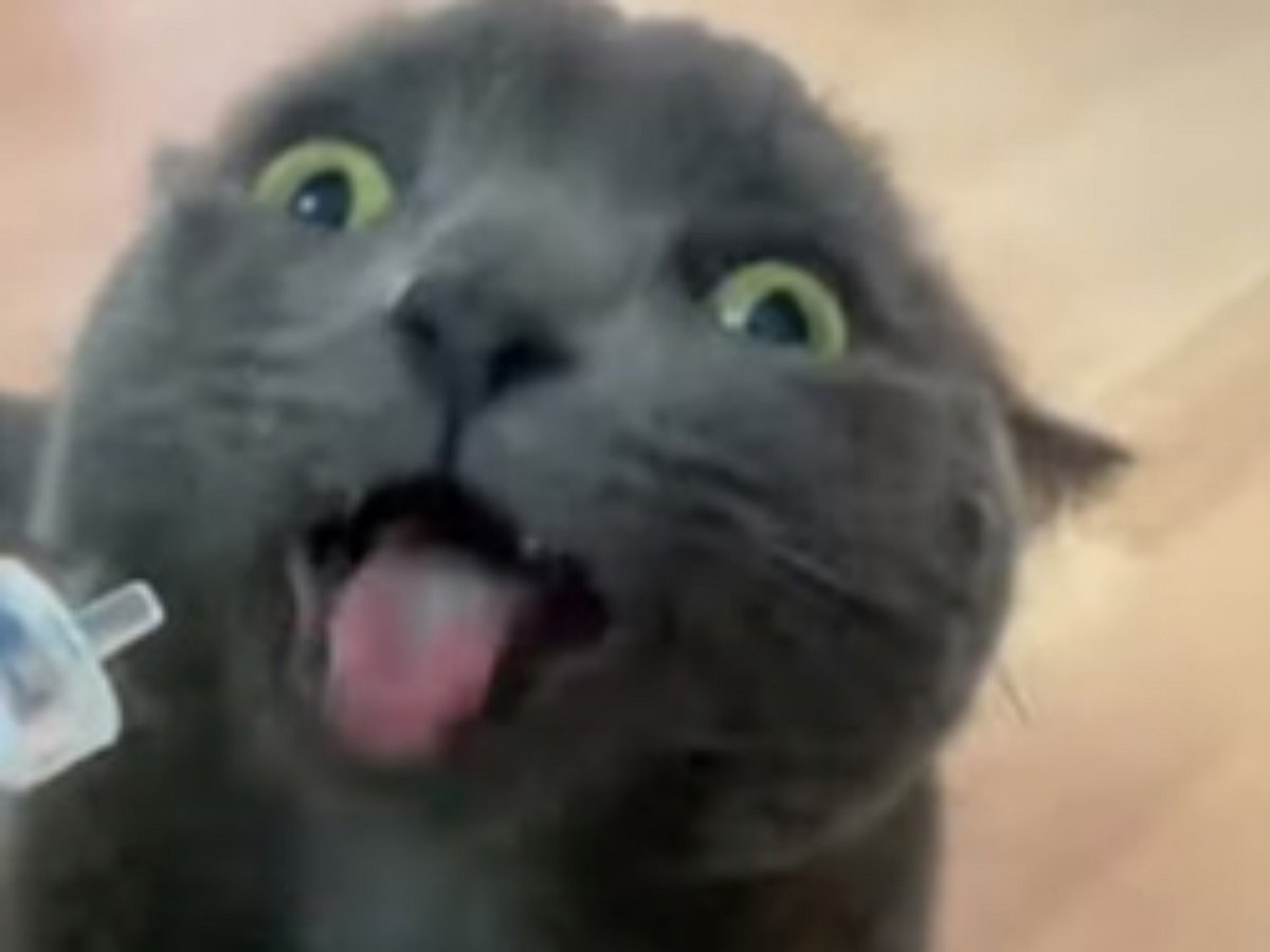 Кошка, обожающая принимать лекарство, насмешит кого угодно