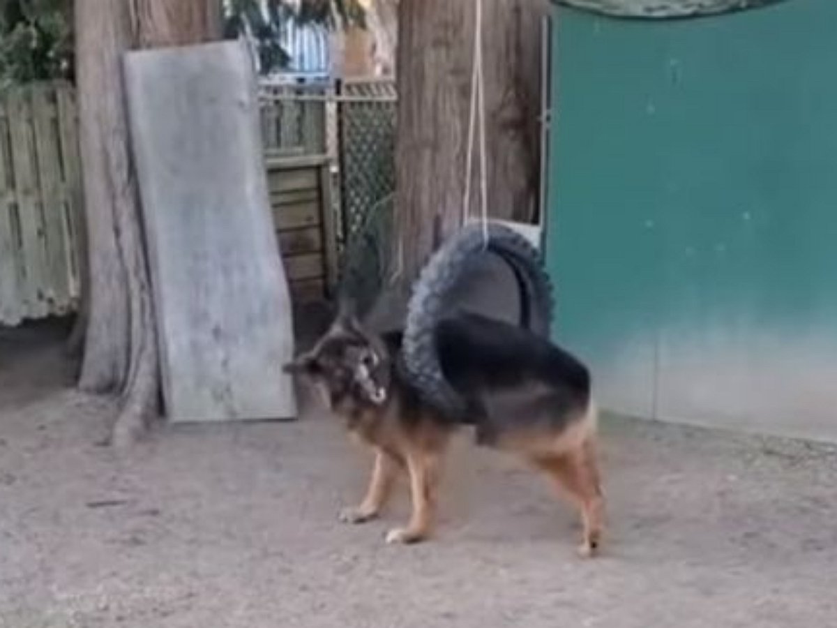 Собака застряла в качелях и очень разозлилась