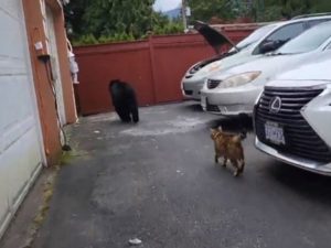 Кот прогнал из дома дикого медведя