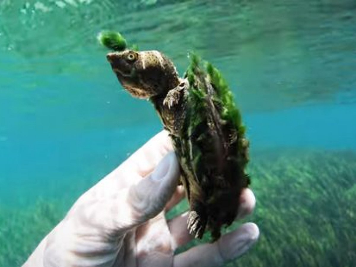 Черепаха задает модный тренд сезона своей прической