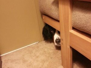 Нашалившая собака безуспешно пытается спрятаться