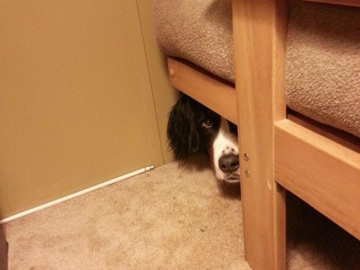 Почему собака прячется. Собака спряталась. Щенок спрятался. Собака под кроватью. Собака под диваном.