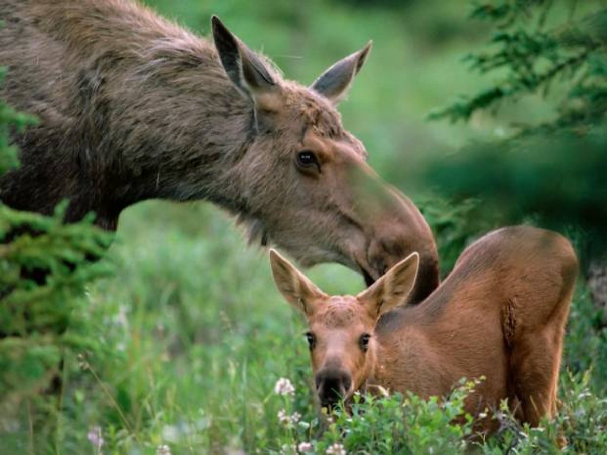 Лосиха отомстила медведю, съевшего ее лосенка