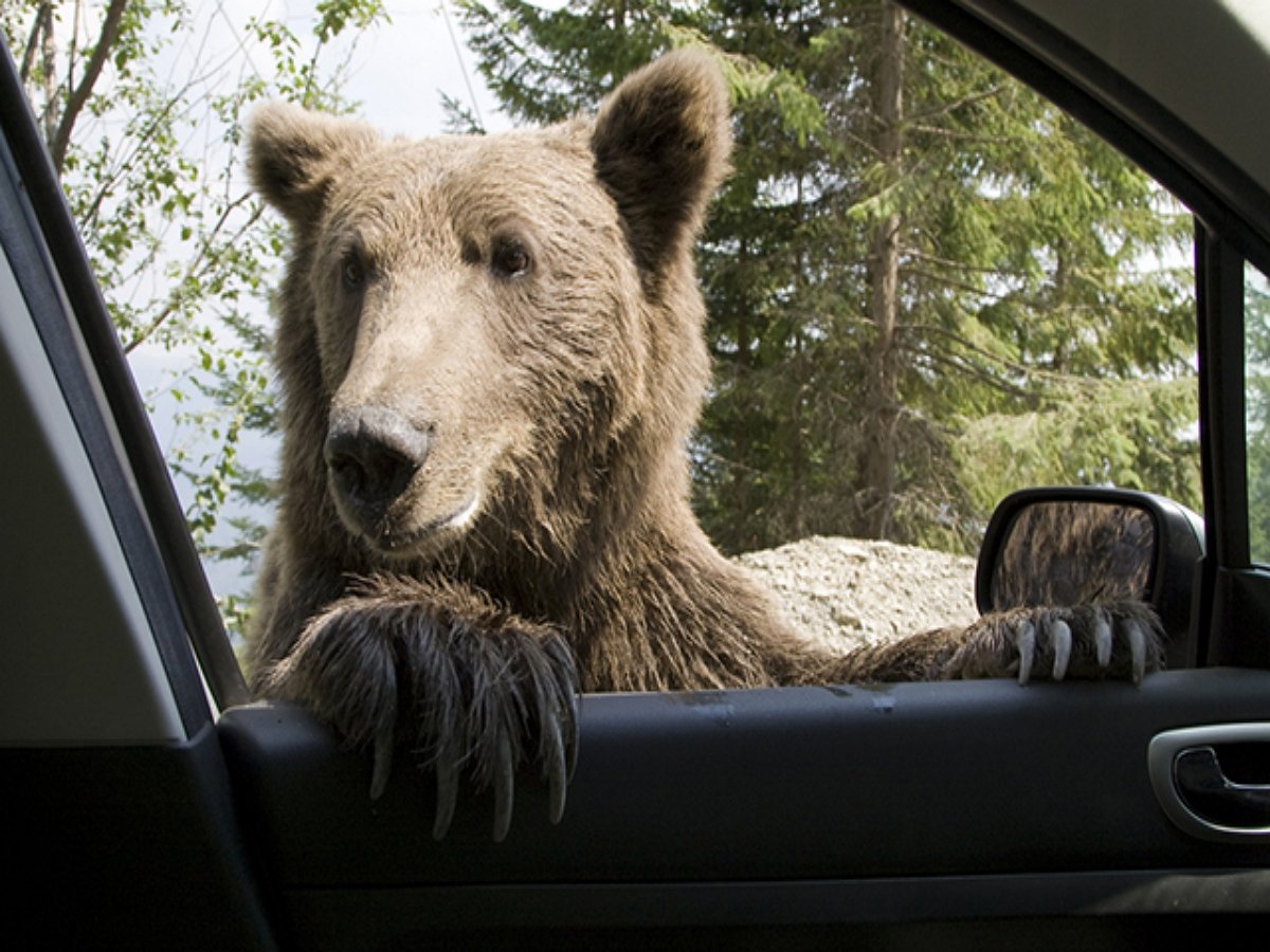 Медведица технично взламывает автомобиль