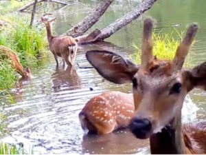 Ныряющие за едой олени попали на видео